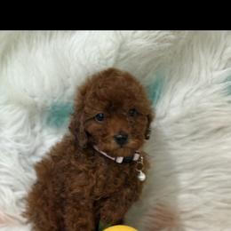 Emma - Red  female Poodle puppy in Anaheim, California from SoCal Toy Poodles