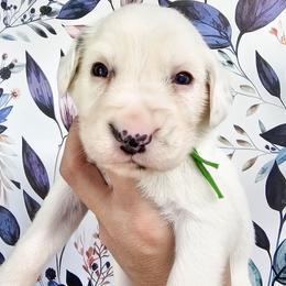 Green- Goose - White and black male Dalmatian puppy in Gray, Georgia from Fuller Spots