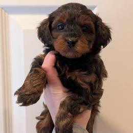 Confetti - Black and tan female Yorkipoo puppy in Coshocton, Ohio from Forever Family Puppies