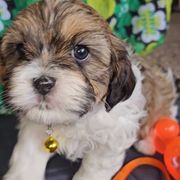 Phynix - Black gold and white Cavatzu puppy in Sandy, Utah from Pulley Puppies