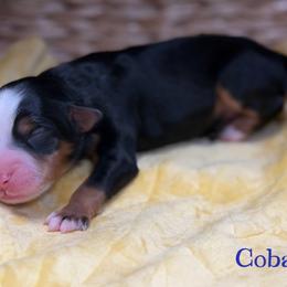 Cobalt - male Australian Mountain Doodle puppy in Henry, Illinois from Rowe Farms Doodles