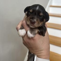 Miniature Schnauzer Puppies from A.R Miniature Schnauzers