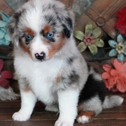 Miniature Australian Shepherd puppies from Lindsey’s Aussies