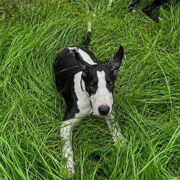 Calypso - Mantle female Great Dane puppy in Brooksville, Florida from Follow My Lead Great Danes
