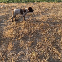 Wirehaired Pointing Griffon Puppies from High Point Griffons