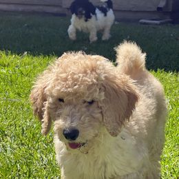 Poodle Puppies from Honeycutt Akc Standard Poodles