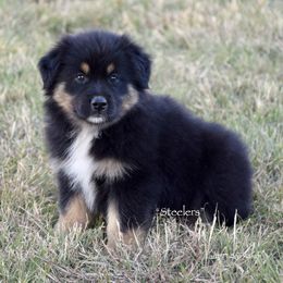 Steelers - Black tri male Miniature Australian Shepherd puppy in Evant, Texas from Lazy VT Bar Ranch
