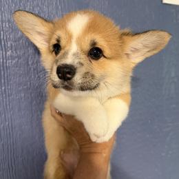 Mint Collar Female - Red female Pembroke Welsh Corgi puppy in Victoria, Texas from Clear Creek Corgis