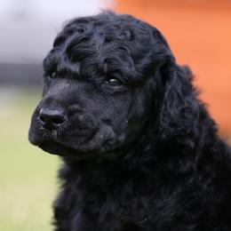 Rico - Black male Poodle puppy in Ephrata, Washington from NCR Ranch