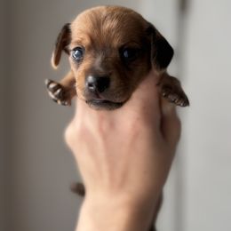 Dachshund Puppies from Sarah’s Dachshies