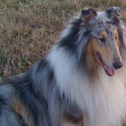 Collies from Tez's Rosebryar Collies