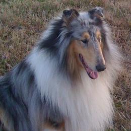 Collies from Tez's Rosebryar Collies