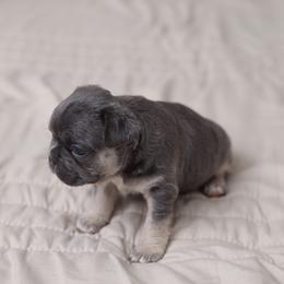 Mufasa - Blue male French Bulldog puppy in Austin, Texas from Ward's Frenchies 2 Yours