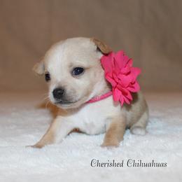 Princess - Cream female Chihuahua puppy in Willamina, Oregon from Cherished Chihuahuas