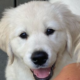 Golden Retriever Puppies from Smokey Mountain English Goldens