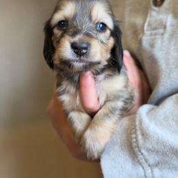 Juniper - Cream female Dachshund puppy in Grants Pass, Oregon from Redwood Dachshunds