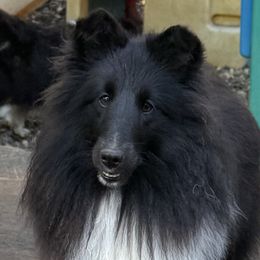 Shadow hills - Shetland Sheepdog