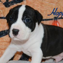 Hopper - male Alapaha Blue Blood Bulldog puppy in Walbridge, Ohio from United Alapaha Bulldogs