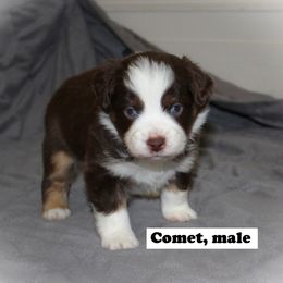 Miniature Australian Shepherd Puppies from Monticello Mini's
