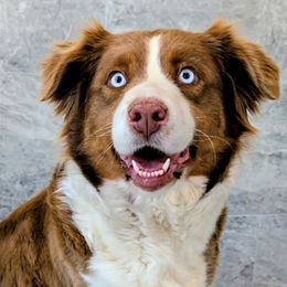 Magic - Red tri-color female Australian Shepherd puppy in South Hill, Virginia from Silverside Aussies LLC