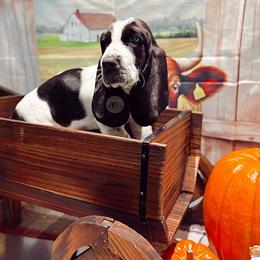 Pepper - Black and white male Basset Hound puppy in Hodges, South Carolina from Blooming Bassets