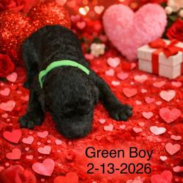 Green Collar Boy - Black male Poodle puppy in Shattuck, Oklahoma from Rock Creek Royal Poodles
