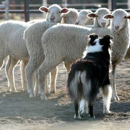 Australian Shepherds from Justus Aussies