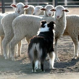 Australian Shepherds from Justus Aussies