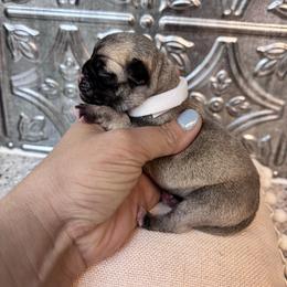 White collar - Fawn female Pug puppy in Tucson, Arizona from Furever Friends