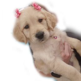 Golden Retriever Puppies from Golden Meadow