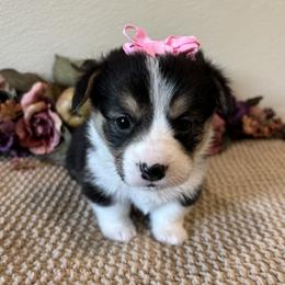 Girl 1 - female Pembroke Welsh Corgi puppy in Hinton, Oklahoma from Green Cloud Ranch