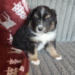 Cricket  II - Black tri female Miniature American Shepherd puppy in Goldendale, Washington from Amulet Charm