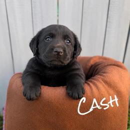 Cash - Black male Dilute Retriever puppy in Baldwin City, Kansas from Hedge Lane Labradors