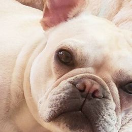 French Bulldogs from Gaeta Creek French Bulldogs