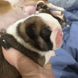 Girl 1 - Red and white female Bulldog puppy in Wolf Creek, Oregon from Dejah Bleu Bulldogs