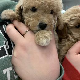 Winter - Cream female Cockapoo puppy in Bedford, Iowa from Our Father’s Doodles