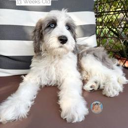 Cloud - Parti male Double Doodle puppy in Southwest Ranches, Florida from Dandy Doodle Ranch