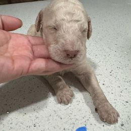 Boy 3 - Cream male Aussiedoodle puppy in Florida from Doodles & Danes