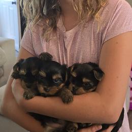 Yorkshire Terrier puppies from Cheryl Kandoll