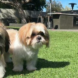 Shih Tzus from St Roch Shih Tzu