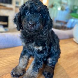 Maple - Tri-color female Bernedoodle puppy in Gilbert, Arizona from Sunburst Doodles