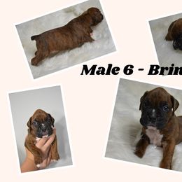 Boxer Puppies from Bowers Boxers
