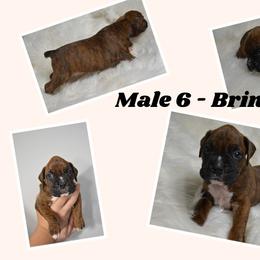 Boxer Puppies from Bowers Boxers