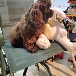 Cocker Spaniel Puppies from Show'NTail Cockers