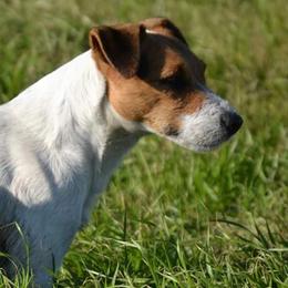 Axel  - Jack Russell Terrier