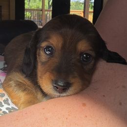 Dachshund Puppies from Ziva's Friends
