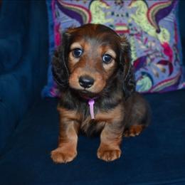 Pink - Red female Dachshund puppy in Georgetown, Texas from TopShelf Dachshunds