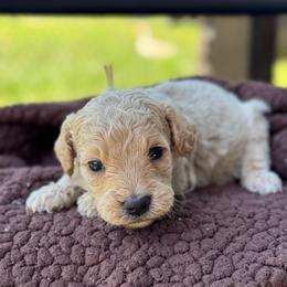 Snow Cone - Apricot female Goldendoodle puppy in Wharton, Texas from Little Fur Friends