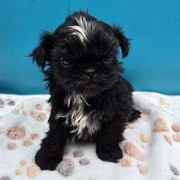 Boy 2 - Black male Shih Tzu puppy in Oakville, Washington from Garrard Creek Shih Tzus