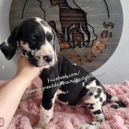 Pink Collar - Harlequin female Great Dane puppy in Alton, Illinois from Show Me Great Danes and Basset Hounds
